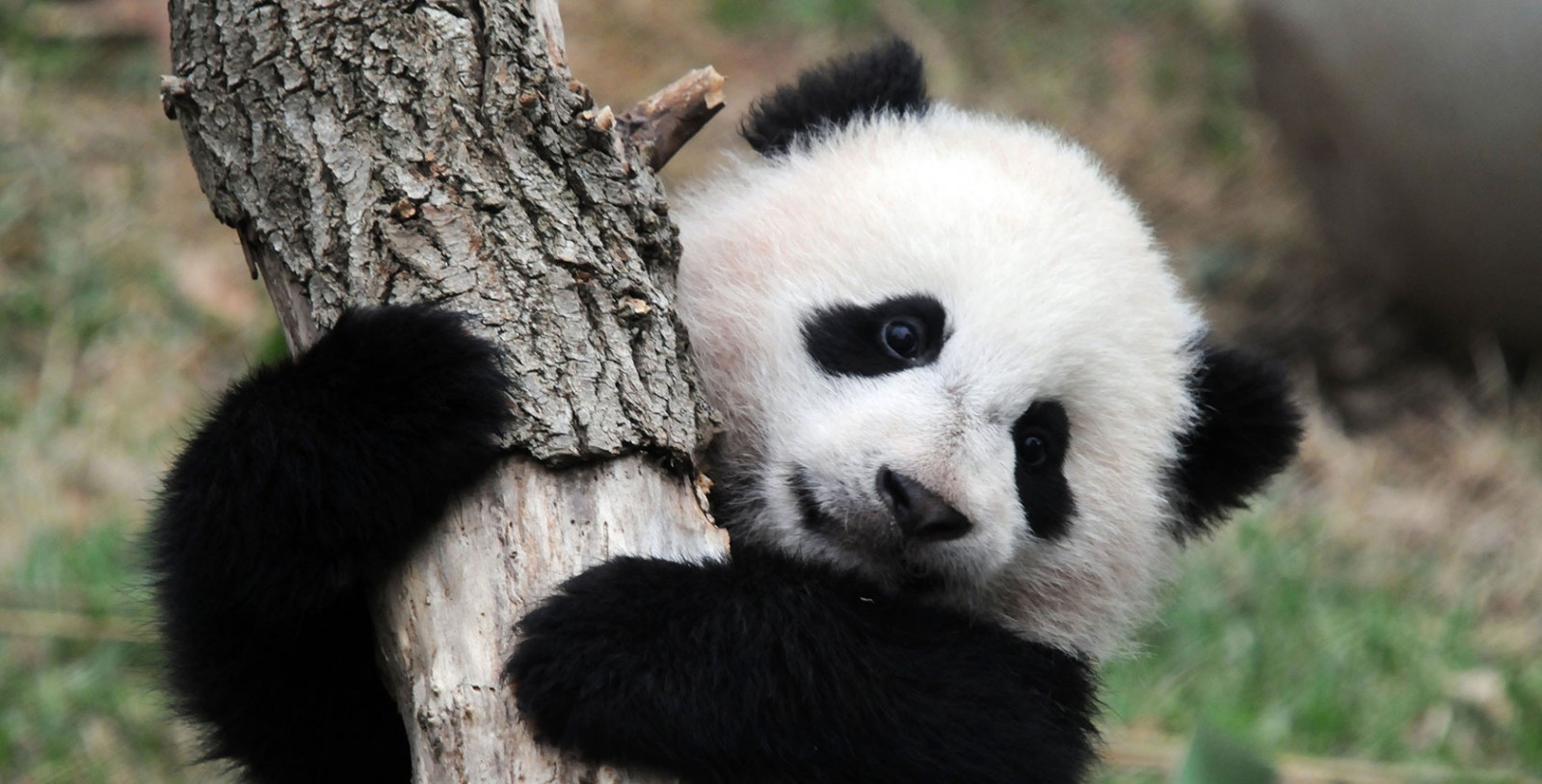 Let This Live Panda Cam Keep You Sane Until the Weekend - Sharp Magazine