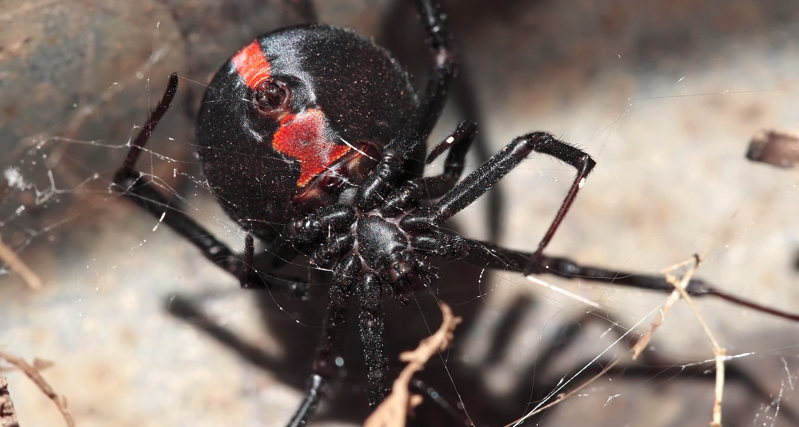Australian Man's dong bitten again by redback spider