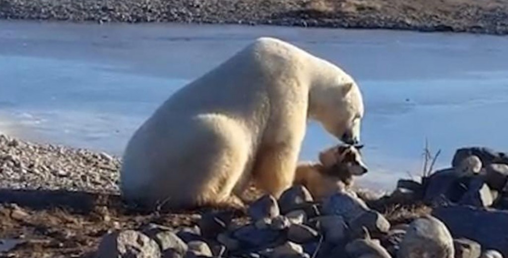 This Polar Bear Patting a Dog Is Hands-Down the Best Thing You'll See ...