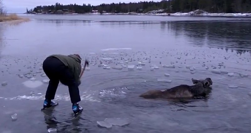 Ice Skaters save moose trapped in the ice.