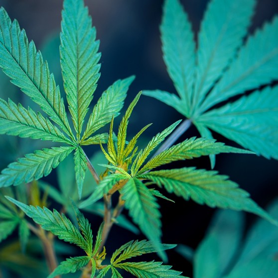 cannabis 101