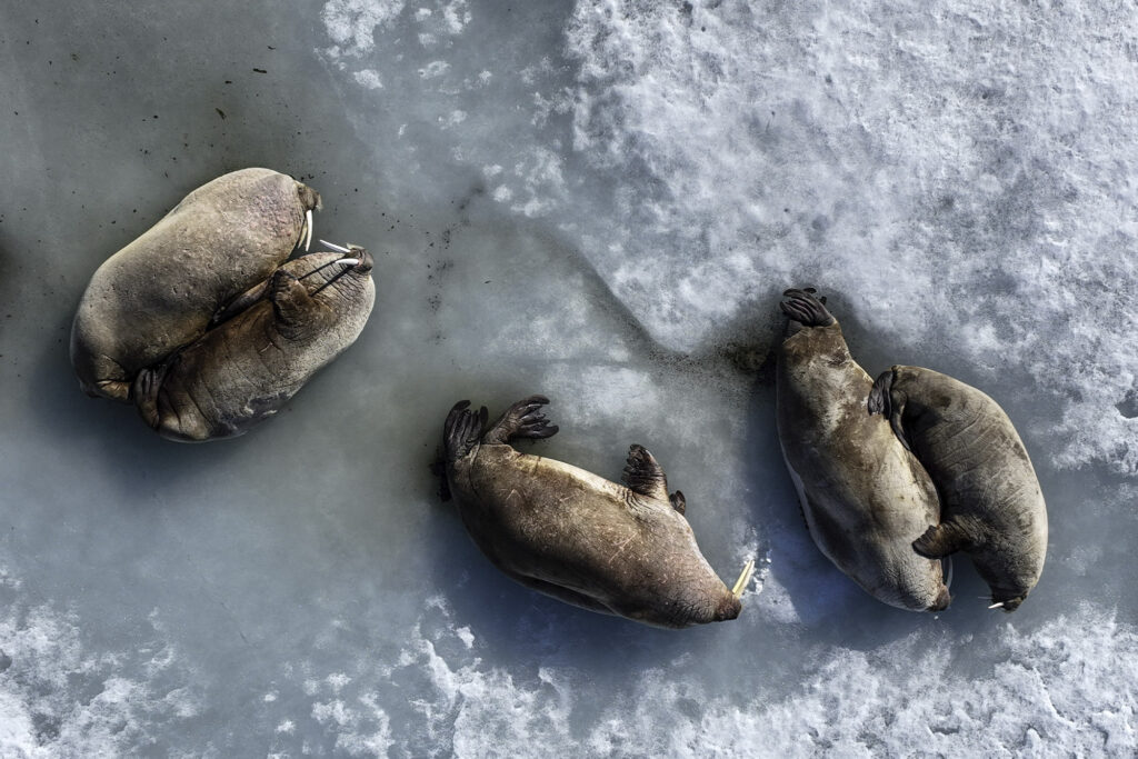Animals on Arctic ice