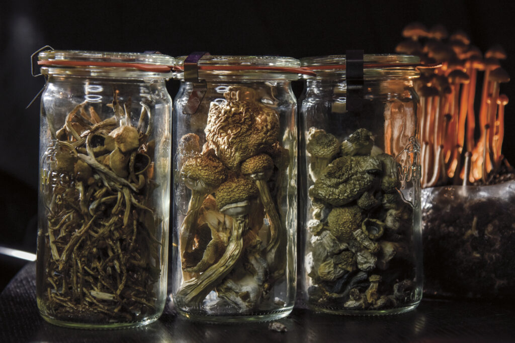 Mushrooms in three jars on a black table