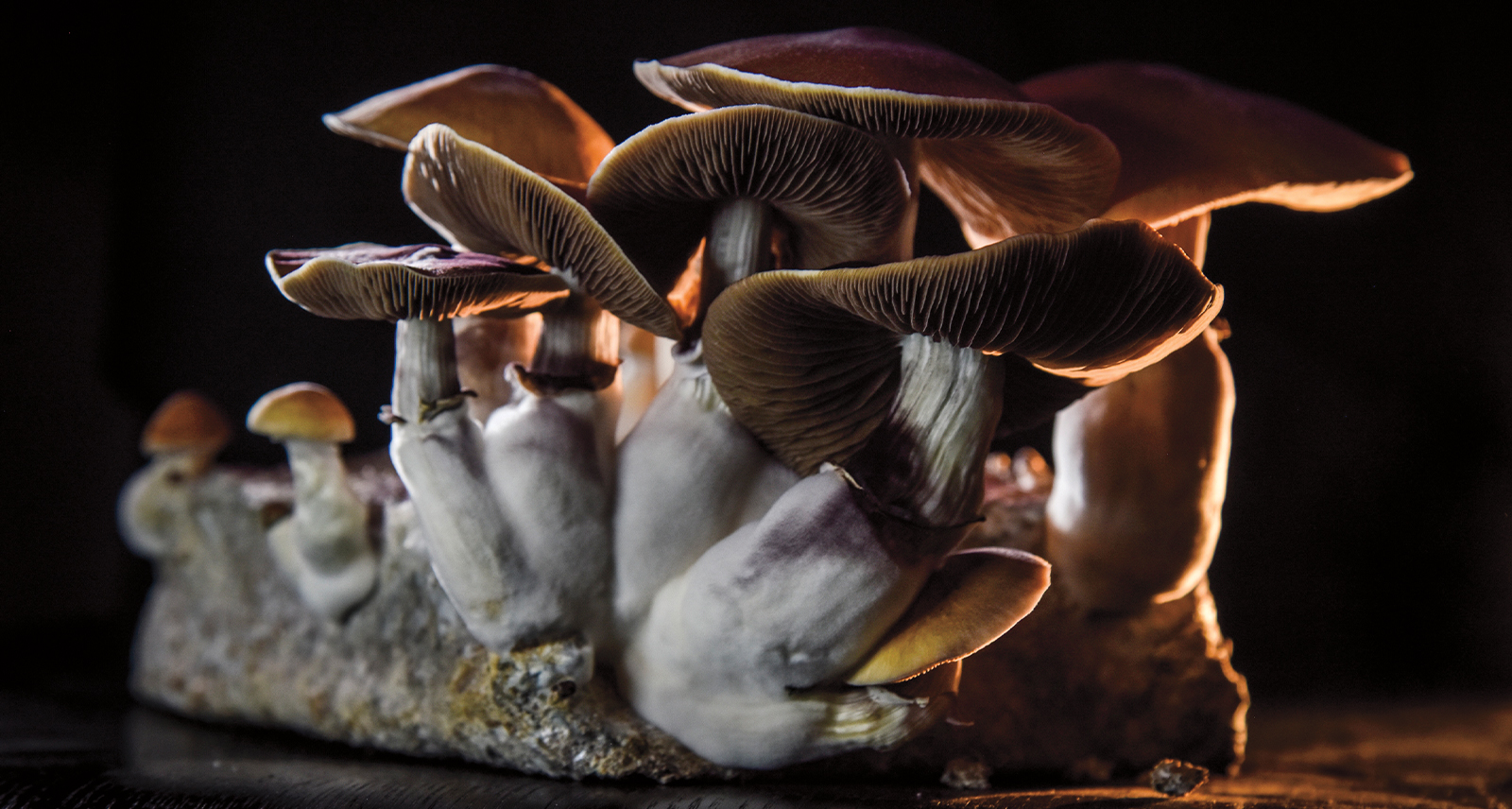 Mushrooms growing on log in backlit with black background