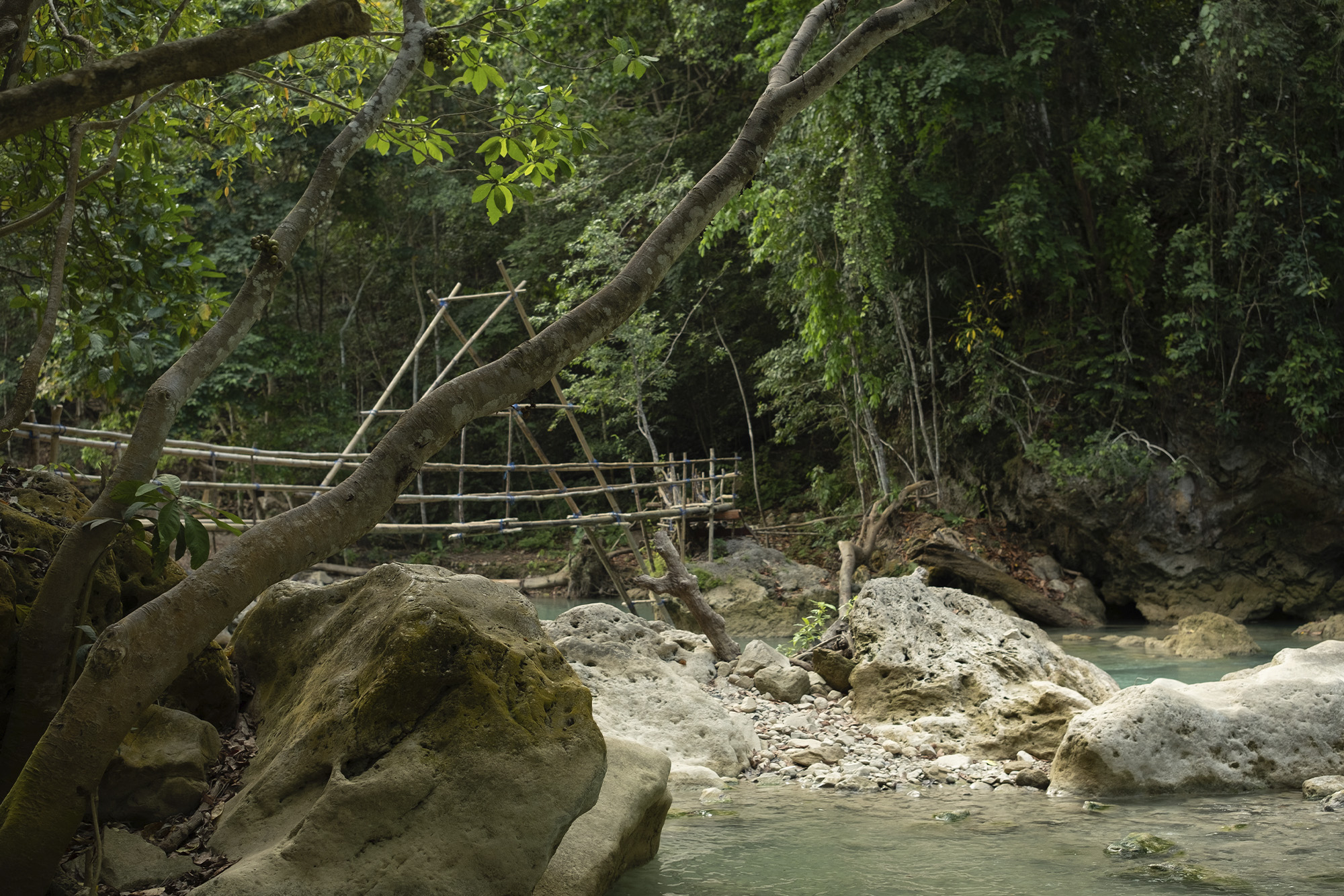 bridge over river in rainforest