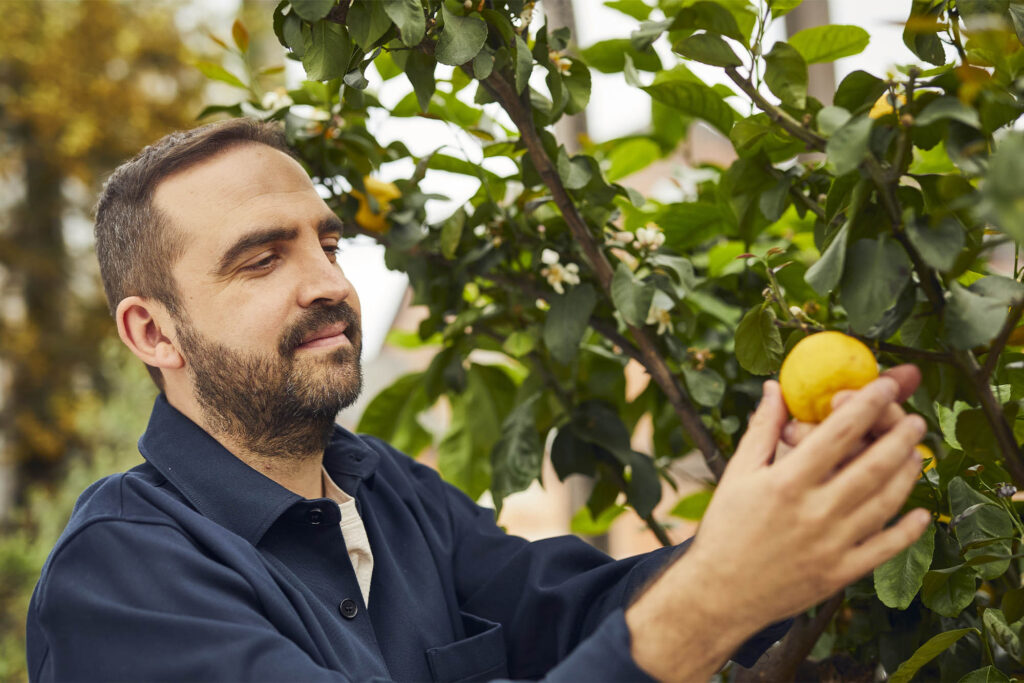 Man picks fruit from a tree