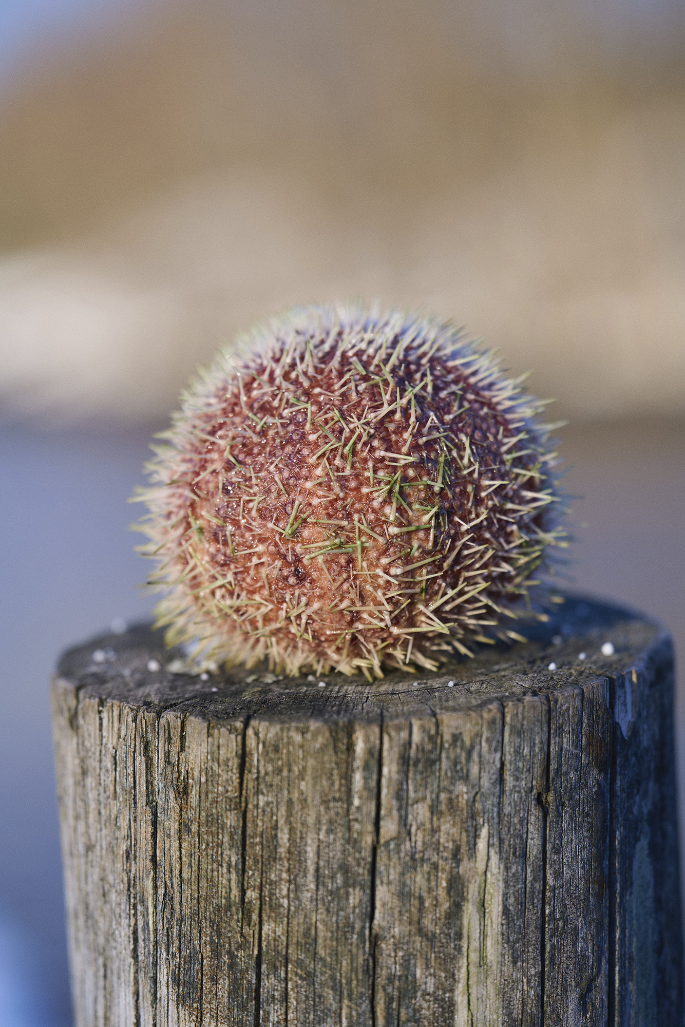 a pink sea urchin atop a wooden pole