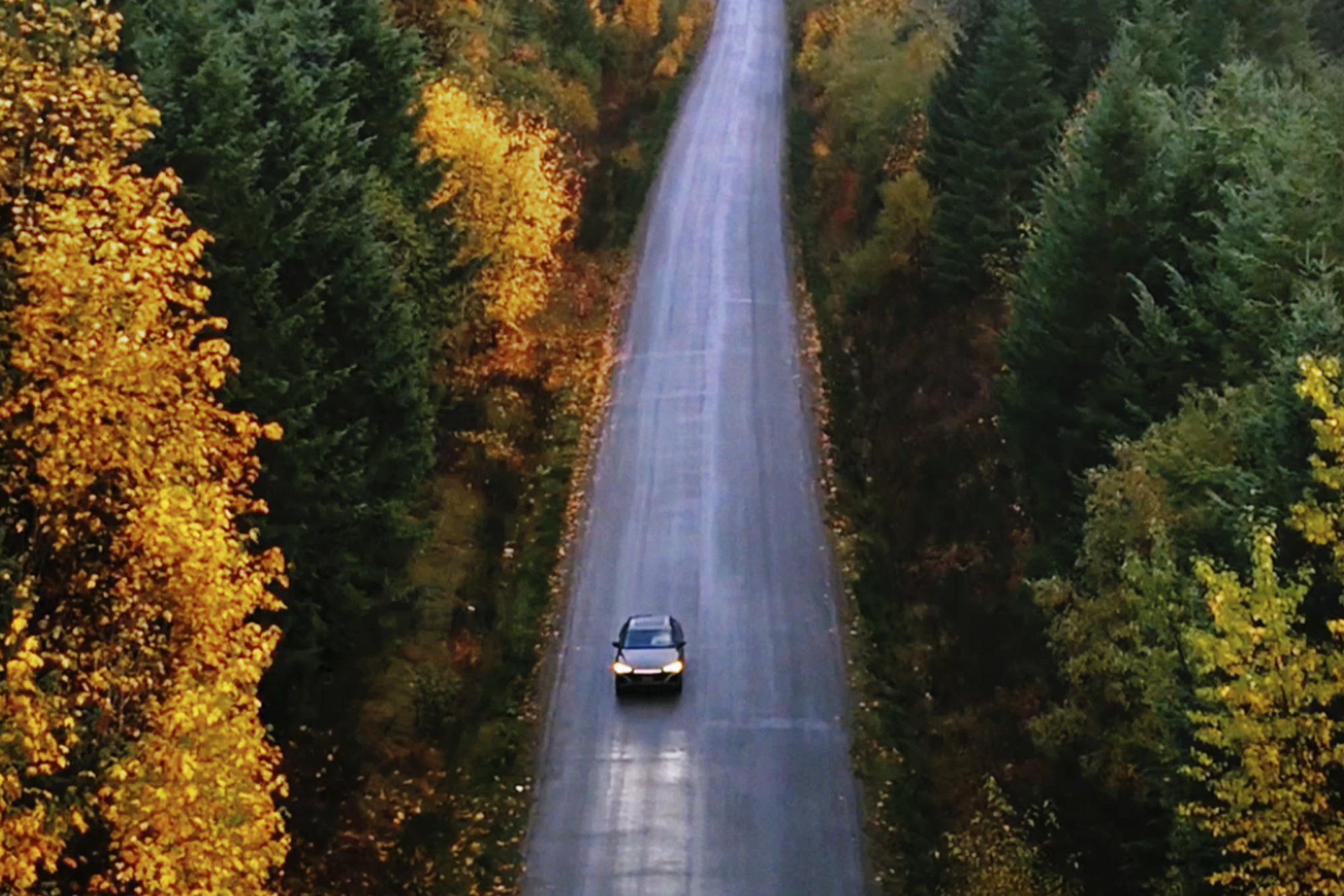 aerial view of Audi driving through tall trees in british columbia