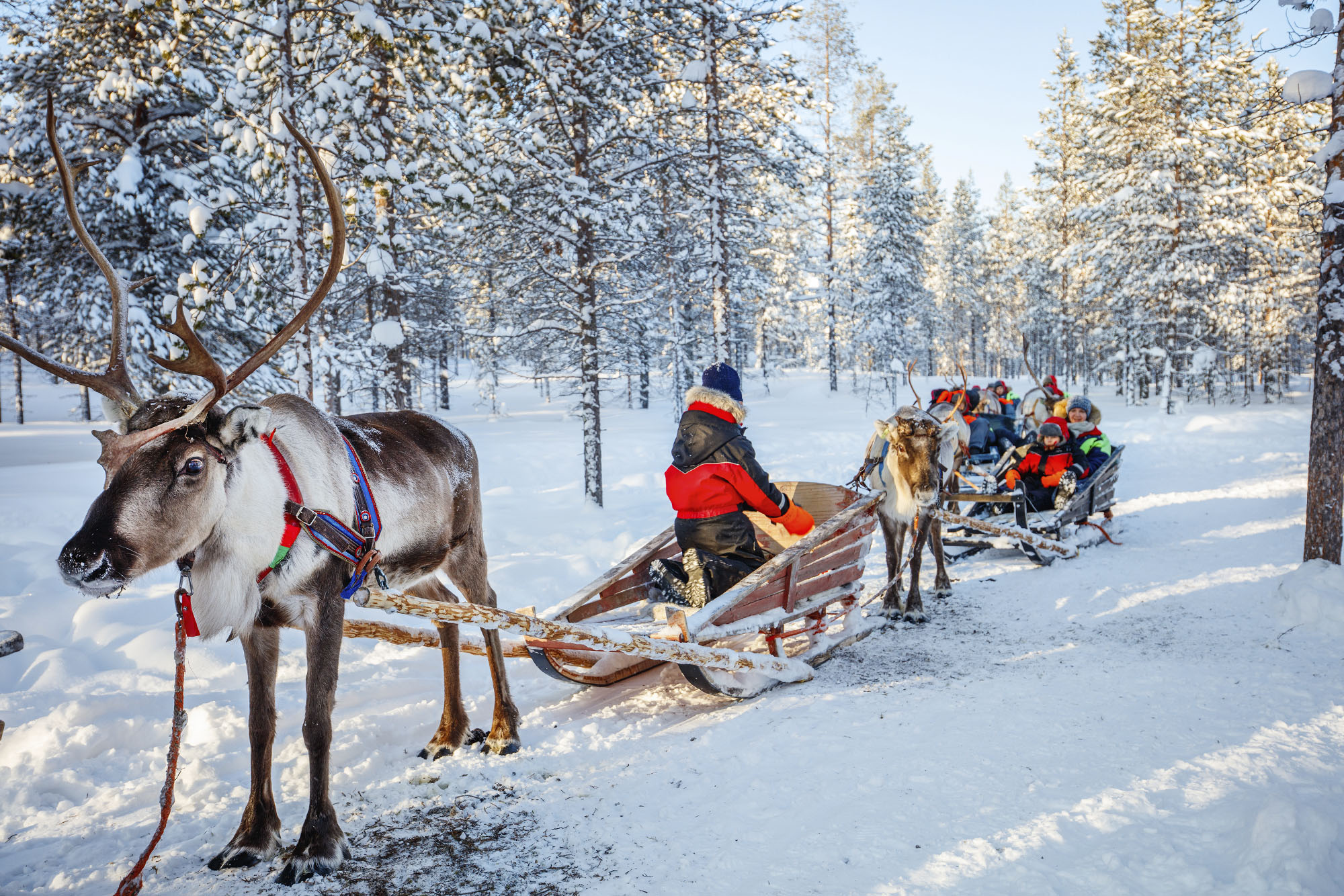 Lapland, Finland sleigh ride with reindeer