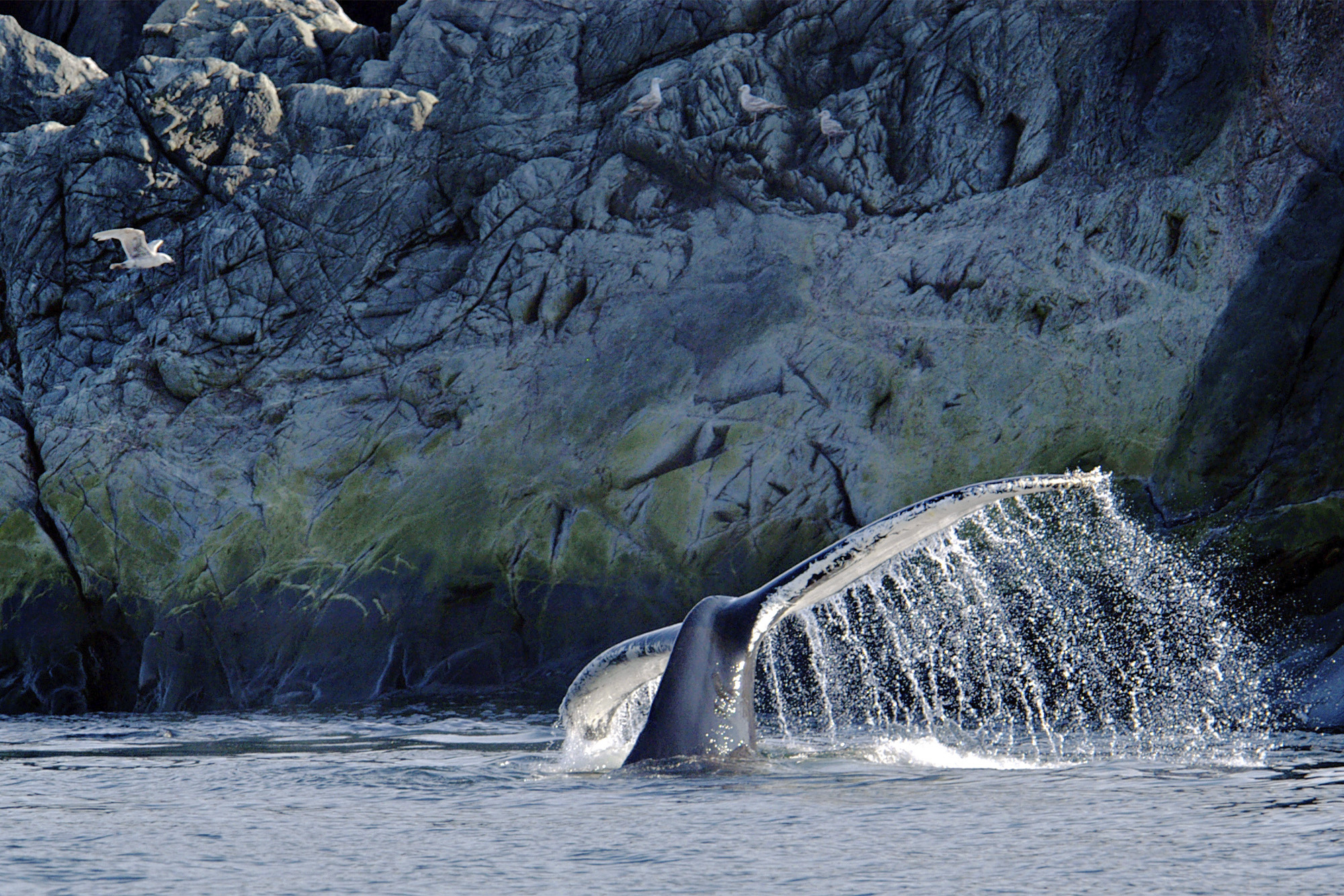 Whale's tail by Quirpon Lighthouse Inn (Quirpon Island, Newfoundland & Labrador)