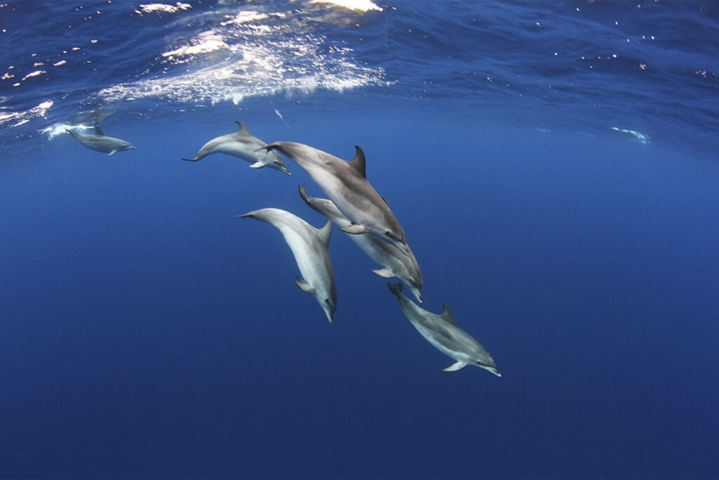 dolphin swimming under the sea