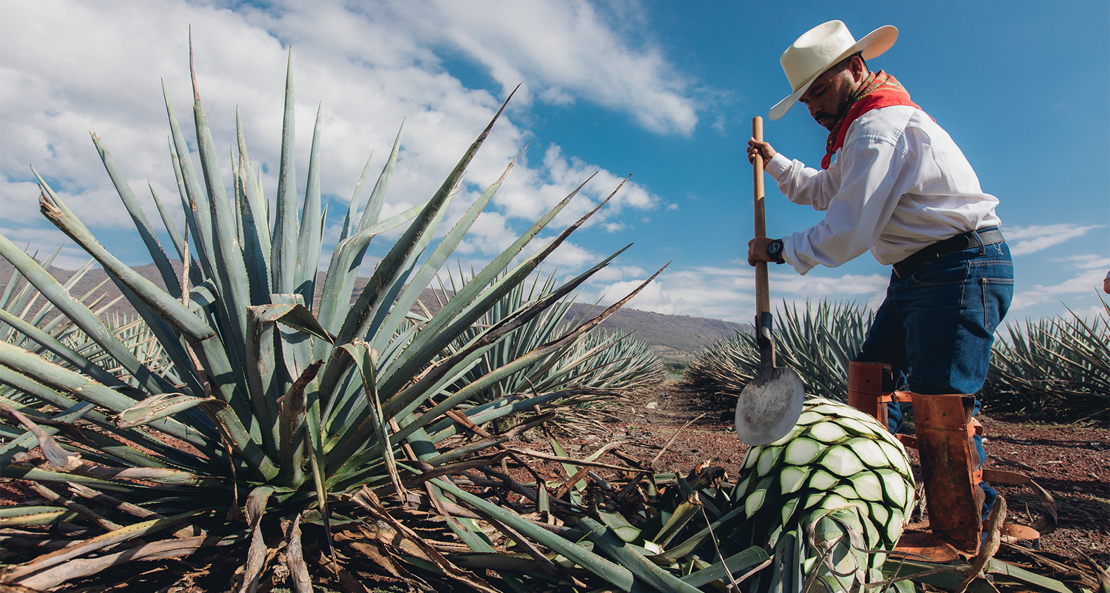 Inside Hacienda Patrón: The Power of People