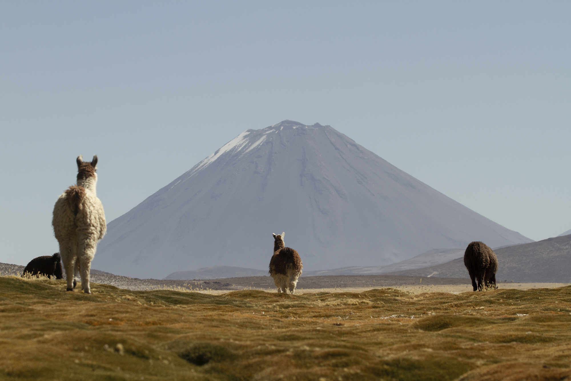 PUQIO Tented Resort in Southern Peru, alpacas in field with mountain in background