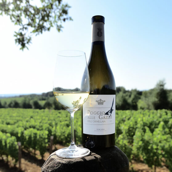 thanksgiving sips wine feature