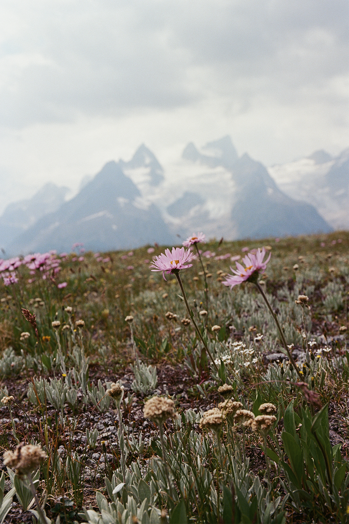 Trip to Alberta to celebrate Citizen Promaster 35-Year Anniversary. shot of flower in field