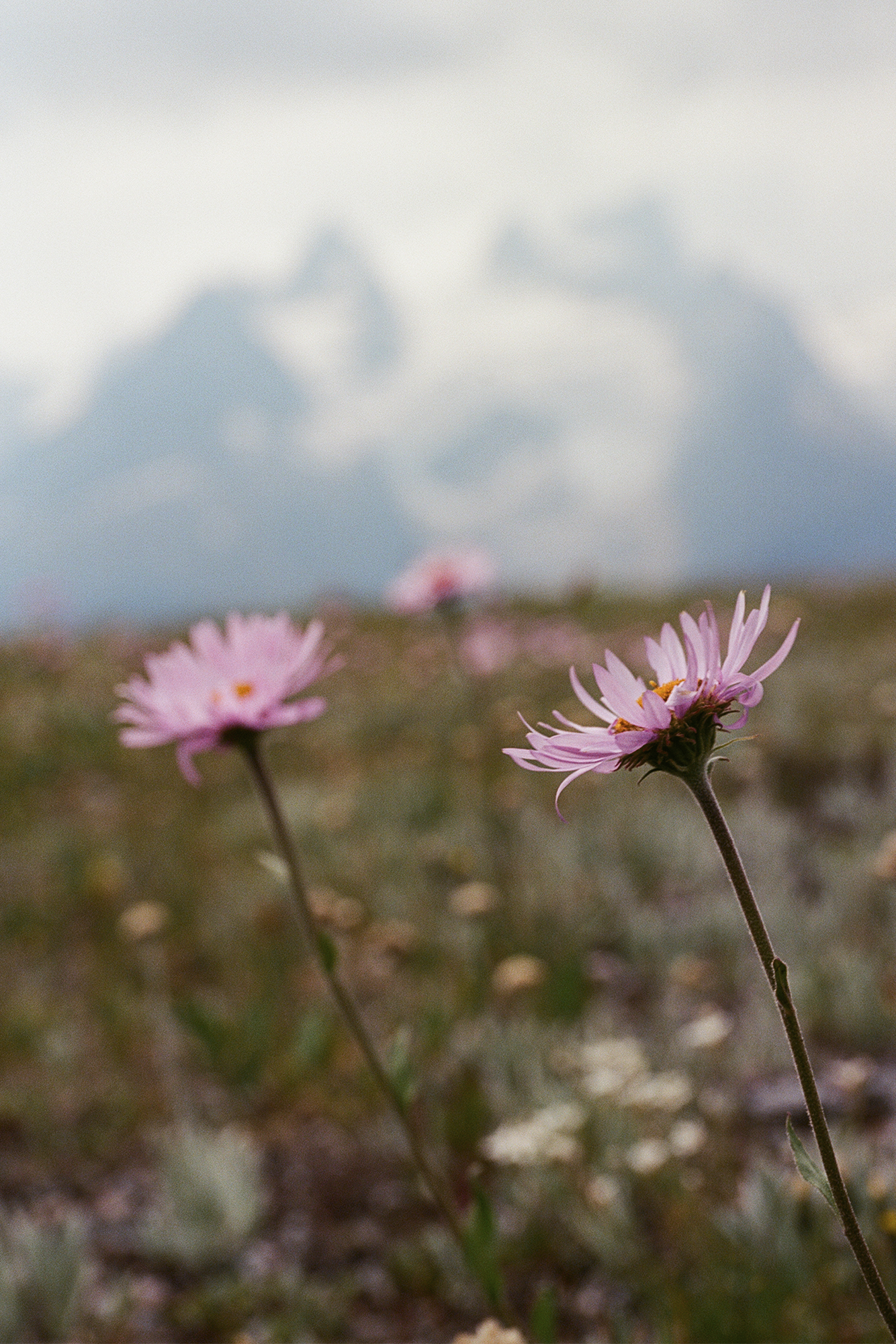 shot of pink flower with moutnains in background