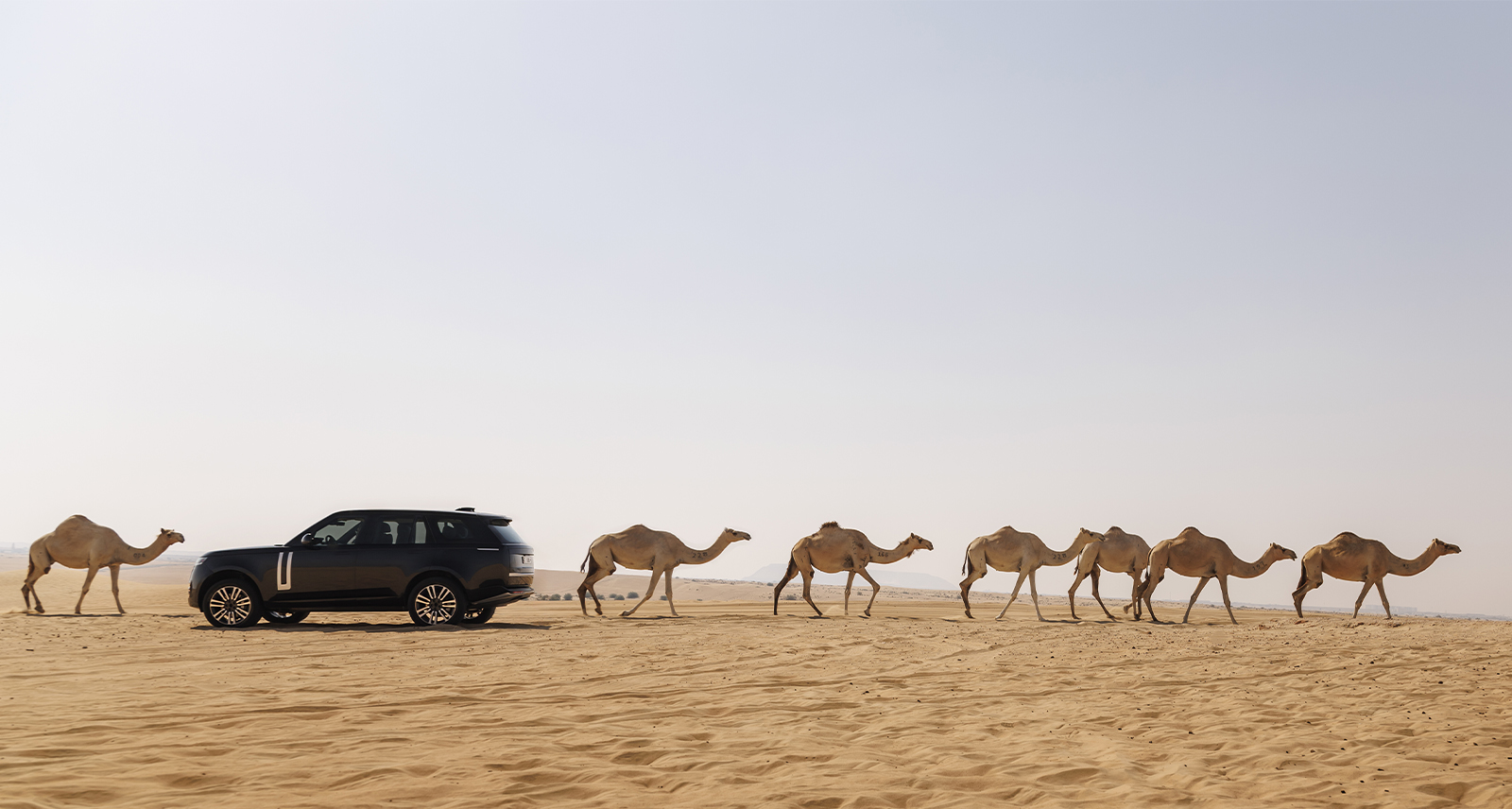 Range Rover Electric driving through the desert in a line of camels