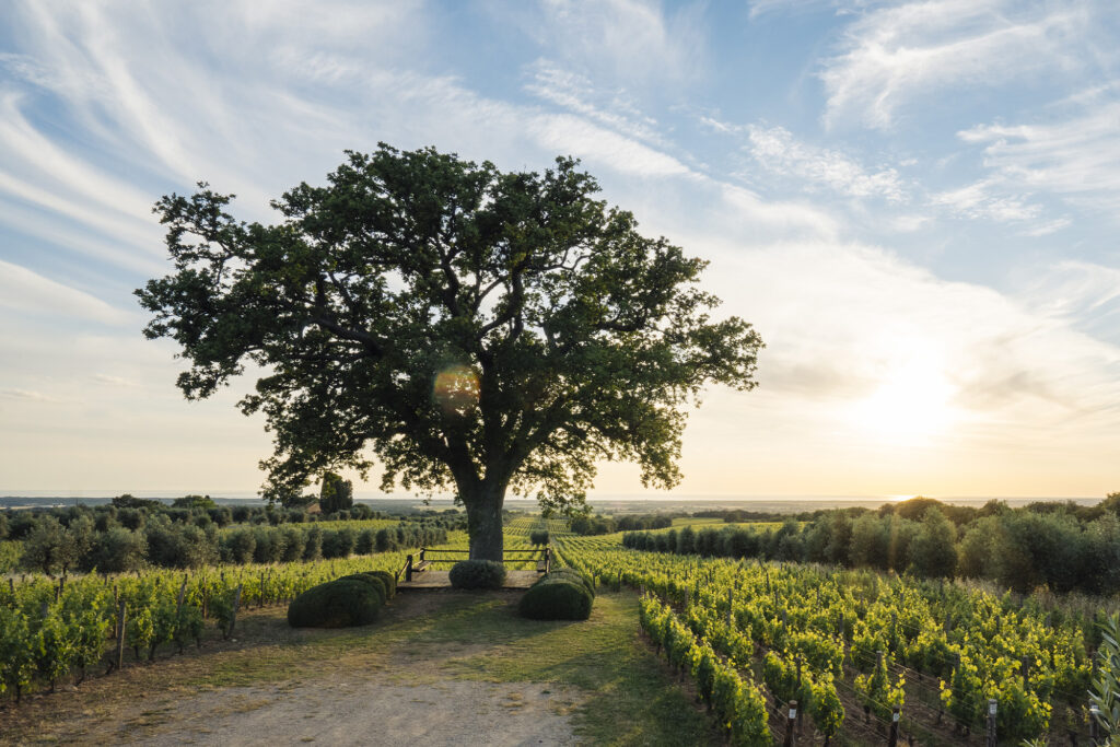 Ornellaia_Oak of Bellaria