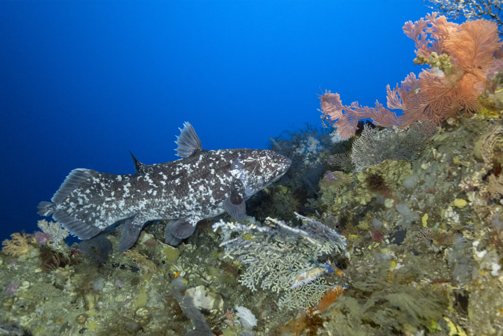 Photo from Face to Face with the Coelacanth film. © Alexis Chappuis, courtesy of Blancpain.