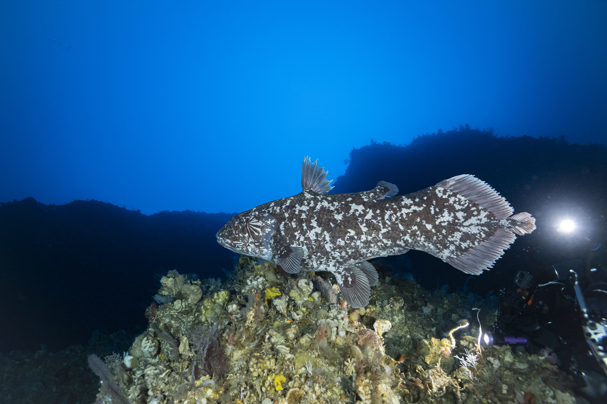 Photo from Face to Face with the Coelacanth film. © Alexis Chappuis, courtesy of Blancpain.