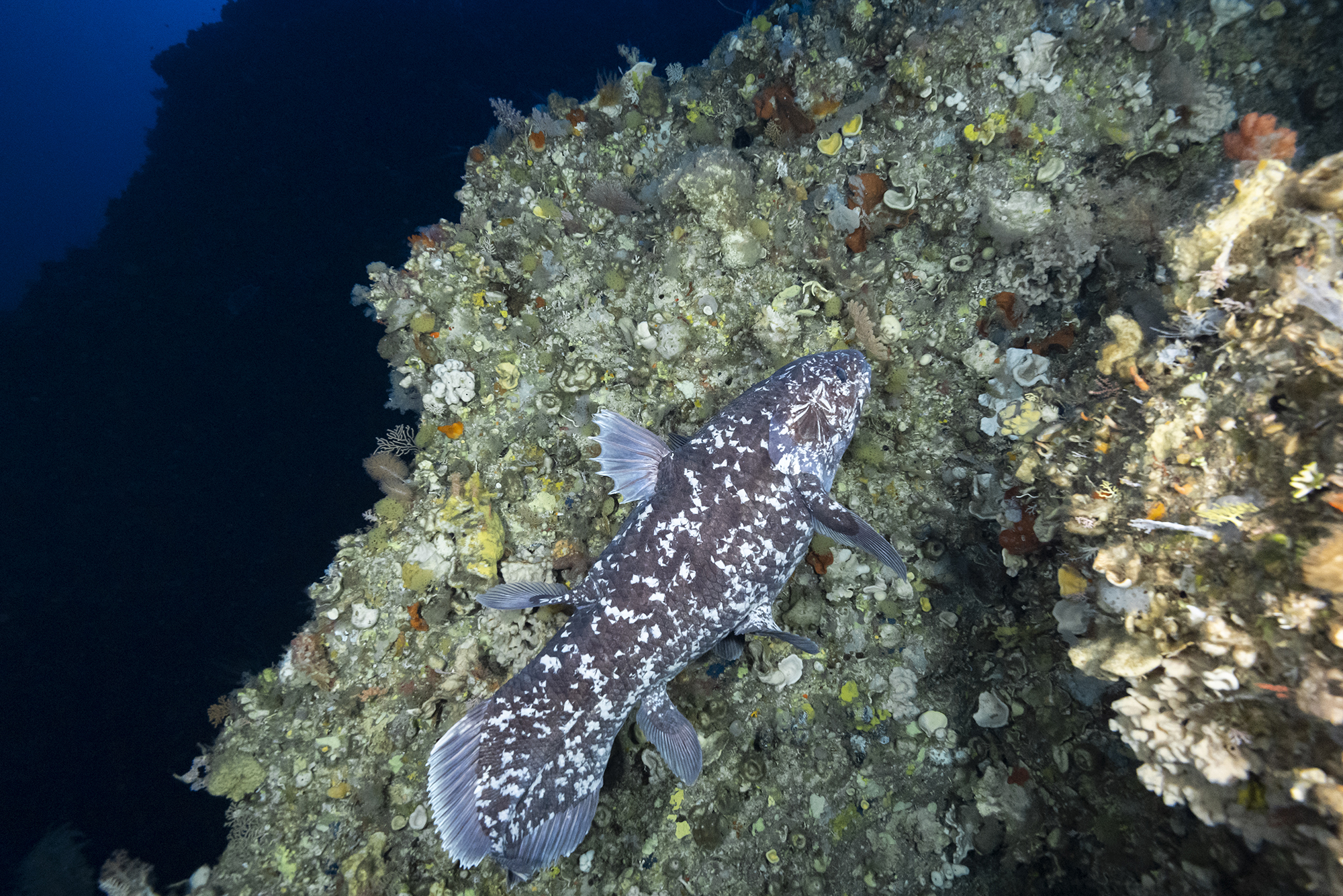 Photo from Face to Face with the Coelacanth film. © Alexis Chappuis, courtesy of Blancpain.
