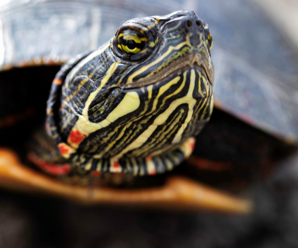 Muskoka Conservancy