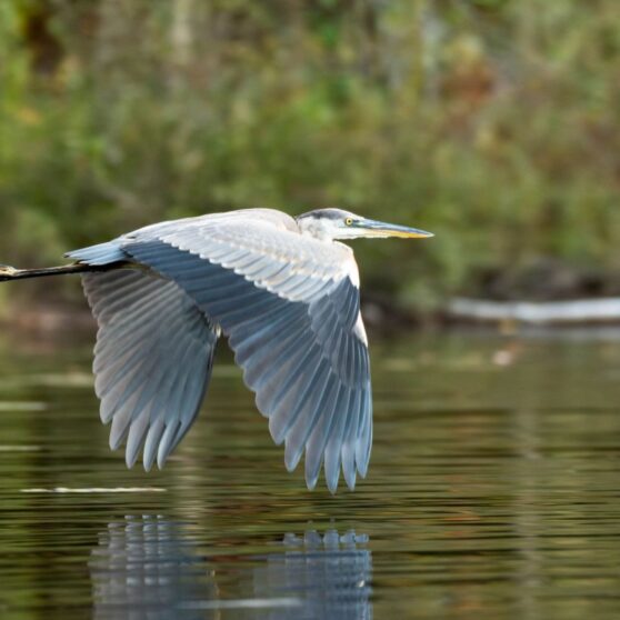 Muskoka Conservancy image 2